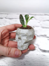 Concrete geometric skull planters, plant pot