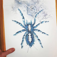Spider watercolour art print
