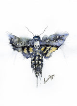 Death Head Moth Coaster